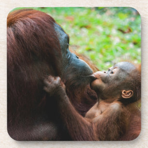 Dessous-de-verre Mère orang-outan et bébé