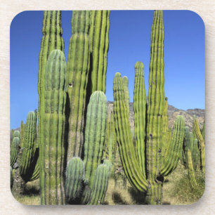 Dessous-de-verre Mexique, Sonora, San Carlos. Saguaro & Organ Pipe
