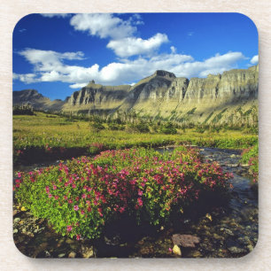 Dessous-de-verre Mimulus de Logan Pass dans le parc national de Gla