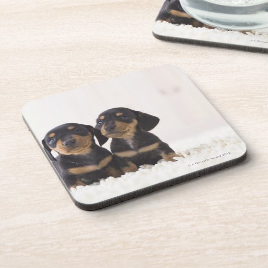 Dessous-de-verre Mini séance du teckel deux (Côté gauche)