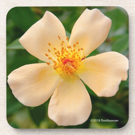 Dessous-de-verre Mme Oakley Fisher Rose (Devant)