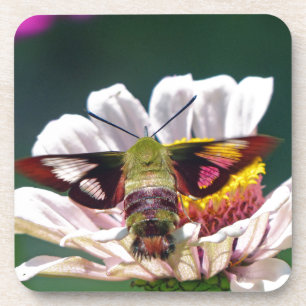 Dessous-de-verre Mois des colibris