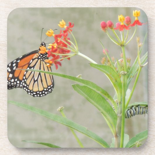 Dessous-de-verre Monarch Butterfly et Caterpillar (Devant)