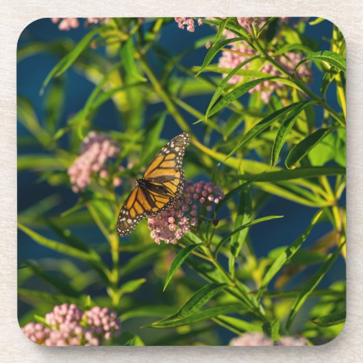 Dessous-de-verre Monarque Et Milkweed (Devant)