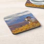 Dessous-de-verre mouflons, Ovis dalli, bélier (Côté gauche)