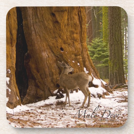 Dessous-de-verre Mule Deer (Devant)