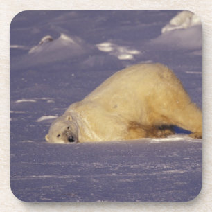 Dessous-de-verre NA, Canada, Manitoba, Churchill, Ours polaire
