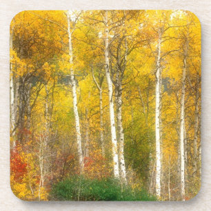 Dessous-de-verre NA, États-Unis, Washington, arbres trembles d'auto