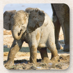 Dessous-de-verre Namibie, Afrique : bébé éléphant d'Afrique