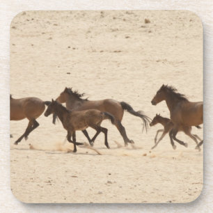 Dessous-de-verre Namibie, Aus. Groupe de chevaux sauvages sur