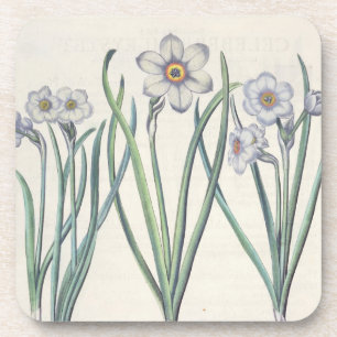Dessous-de-verre Narcisses : purpureus de medio du maximus