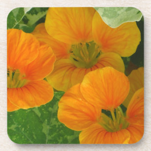 Dessous de verre Nasturtium