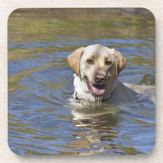 Dessous-de-verre Natation de chien (Devant)