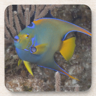 Dessous-de-verre Natation de scalaire de la Reine (ciliaris de