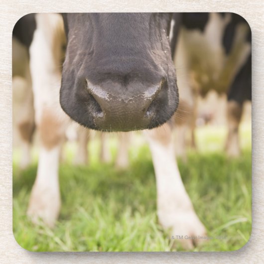 Dessous-de-verre Nez de vache (Devant)