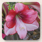 Dessous-de-verre Noël Amaryllis Rouge Fête Florale (Devant)