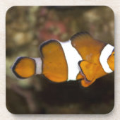 Dessous-de-verre Ocellaris Clowfish (Devant)