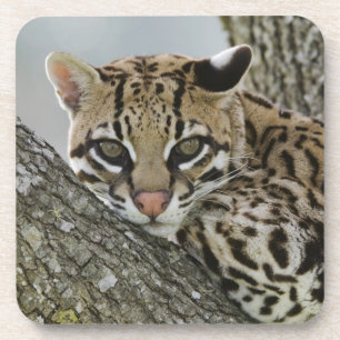 Dessous-de-verre Ocelot, Felis pardalis, en captivité, femelle au r
