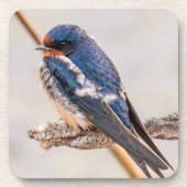 Dessous-de-verre Oiseau bleu, Hirondelle de grange, Photographie ca (Devant)
