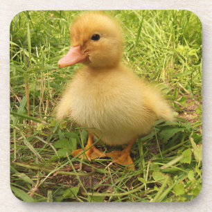 Dessous-de-verre oiseau, canard, canard, jaune, nature, mignonette,