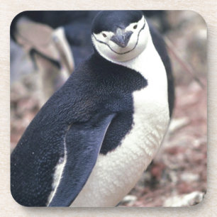 Dessous-de-verre Oiseau de pingouin mignon animal noir eau blanche
