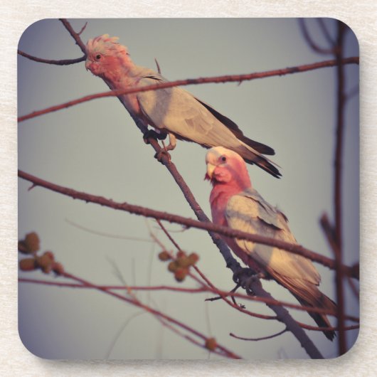 Dessous-de-verre Oiseaux de Galah dans l'arbre2 (Devant)