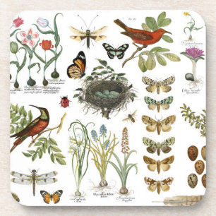 Dessous-de-verre oiseaux et fleurs botaniques français vintages