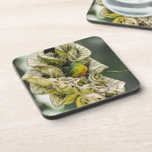 Dessous-de-verre Olive Backed Euphonia, Exotic Belize Bird