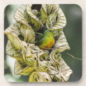 Dessous-de-verre Olive Backed Euphonia, Exotic Belize Bird (Devant)