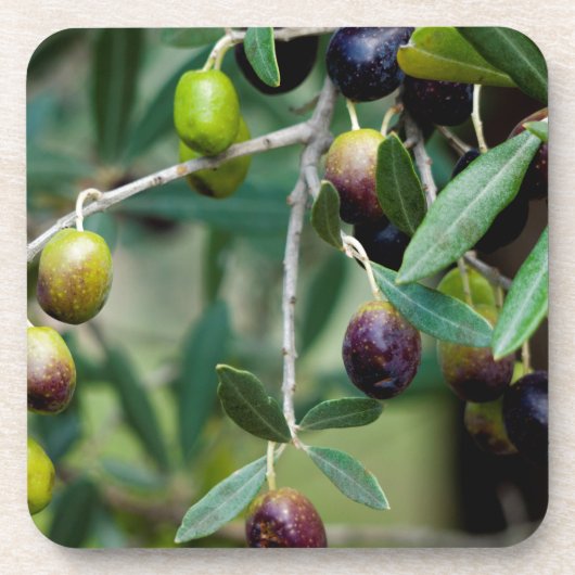 Dessous-de-verre Olive Fruit Growing on the Tree (Devant)