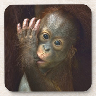 Dessous-de-verre Orang-outan