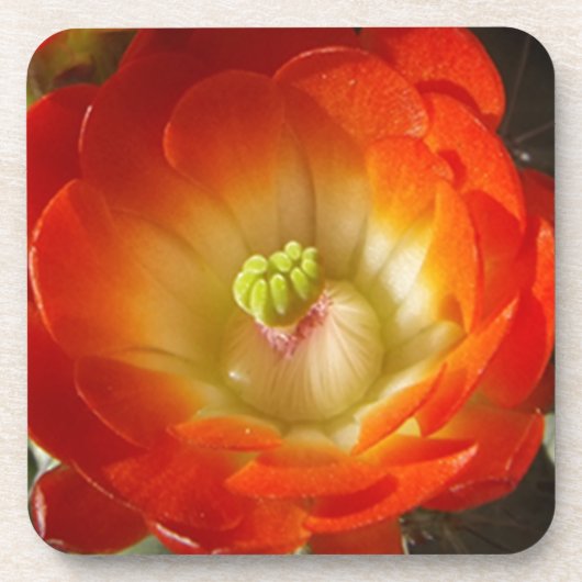 Dessous-de-verre Orange-Cactus (Devant)