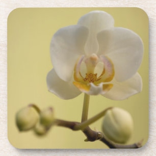 Dessous-de-verre Orchidée blanche sensible