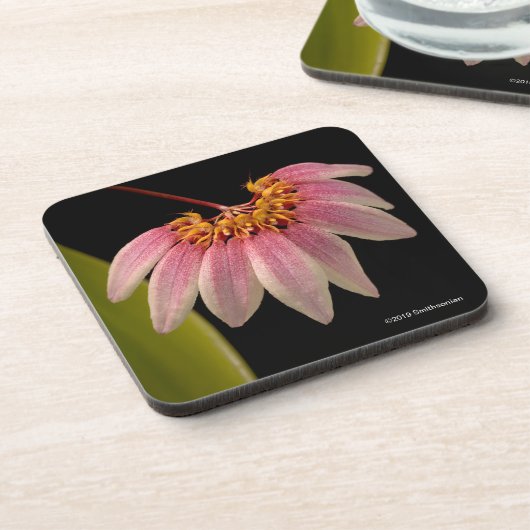 Dessous-de-verre Orchidée rose tropicale (Côté gauche)