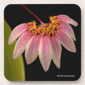 Dessous-de-verre Orchidée rose tropicale (Devant)