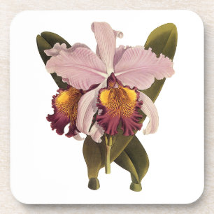 Dessous-de-verre Orchidée vintage violette Cattleya, Fleurs tropica