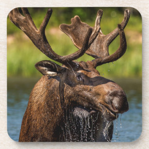 Dessous-de-verre Orignal mâle se nourrissant dans le parc national 