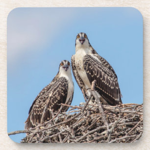 Dessous-de-verre Osprey juvénile dans le nid