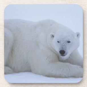 Dessous-de-verre Ours blanc se reposant dans la neige
