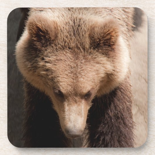 Dessous-de-verre ours Brown (Devant)