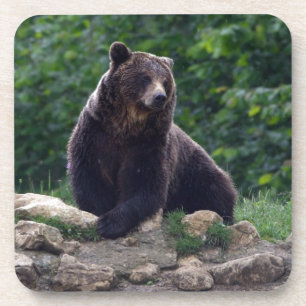 Dessous-de-verre Ours Brown