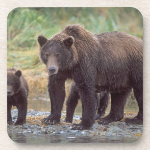 Dessous-de-verre ours brun, Ursus arctos, grizzly, Ursus 3