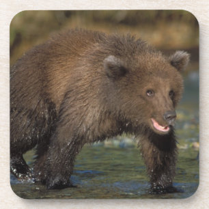 Dessous-de-verre ours brun, Ursus arctos, grizzly, Ursus 6