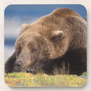 Dessous-de-verre ours brun, Ursus arctos, grizzly, Ursus 8