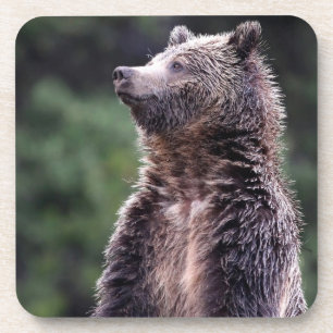 Dessous-de-verre Ours gris debout