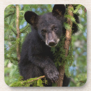 Dessous-de-verre Ours noir jeune jouant dans les arbres
