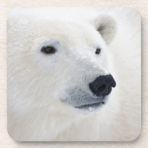 Dessous-de-verre Ours polaire Churchill