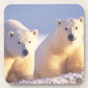 Dessous-de-verre Ours polaire femelle avec ourson sur la banquise
