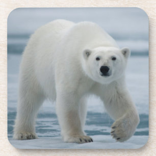 Dessous-de-verre Ours polaire, Ursus Maritimus, Adulte