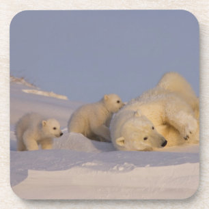 Dessous-de-verre ours polaire, Ursus maritimus, femelle jouant